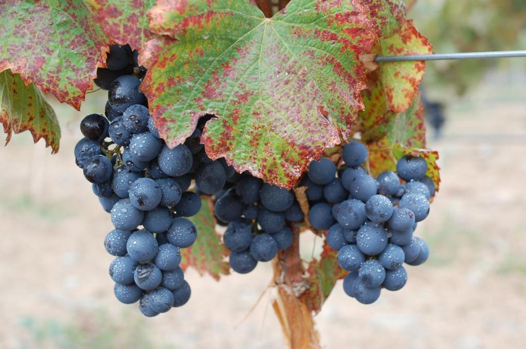 Miraluna Bodega Boutique Cachi Bagian luar foto